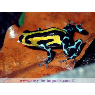 Ranitomeya sirensis Highland