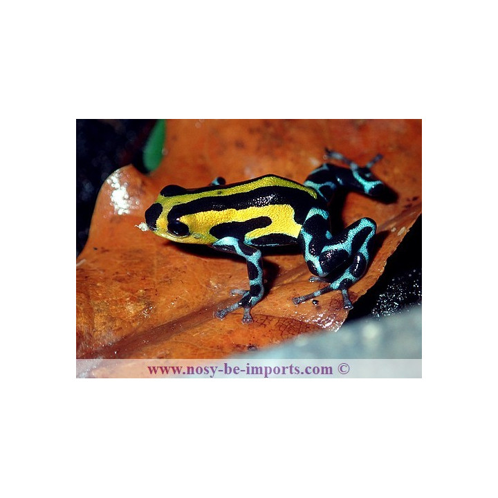 Ranitomeya sirensis Highland