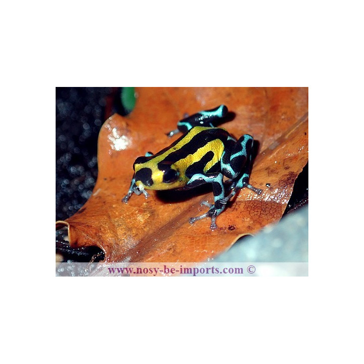 Ranitomeya sirensis Highland