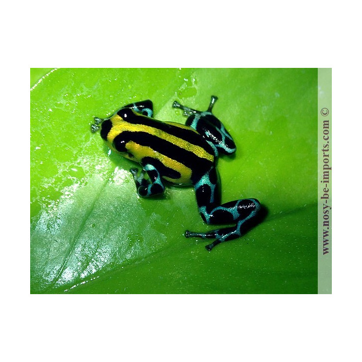 Ranitomeya sirensis Highland