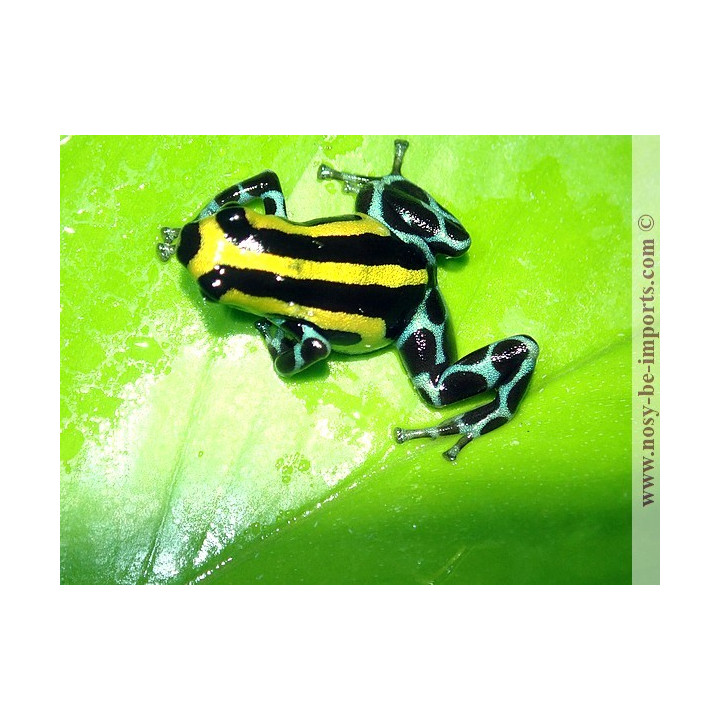 Ranitomeya sirensis Highland
