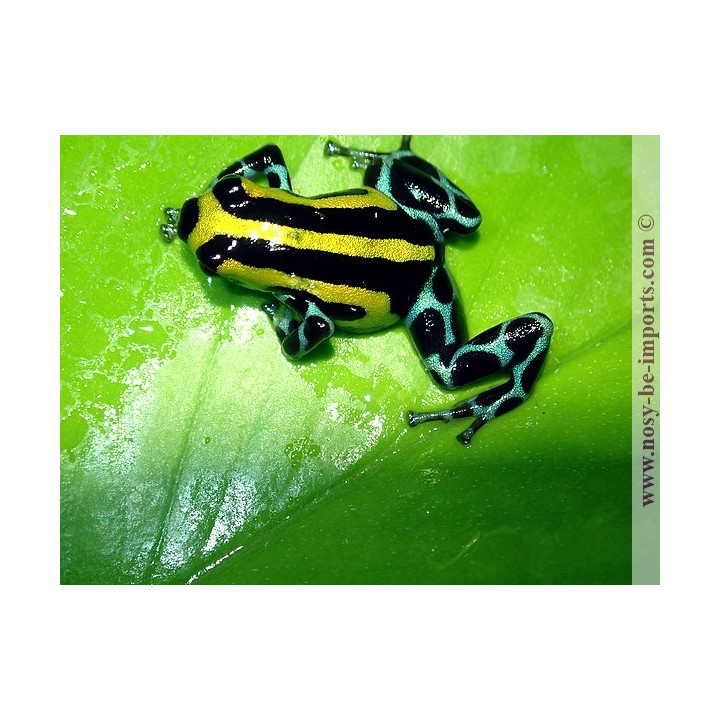Ranitomeya sirensis Highland