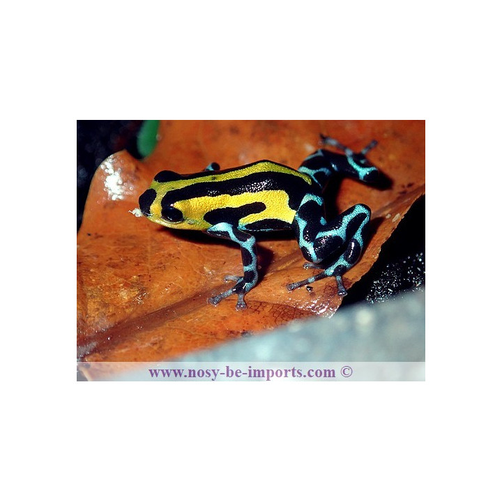 Ranitomeya sirensis Highland