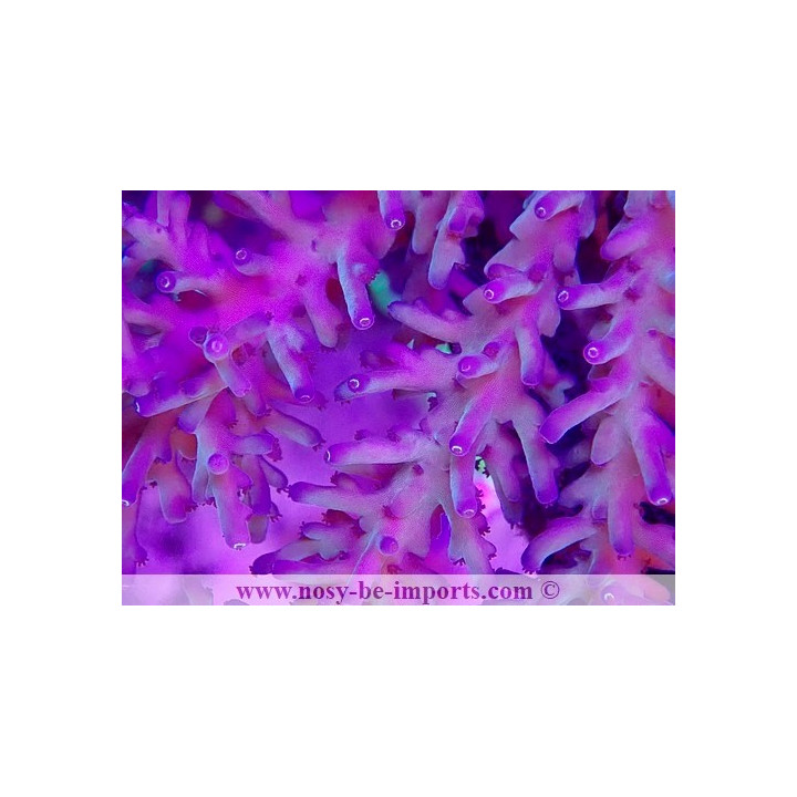 Acropora echinata WYSIWYG 15062023-2