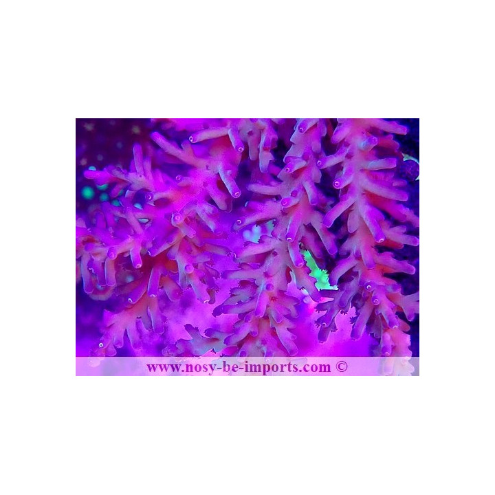 Acropora echinata WYSIWYG 15062023-2
