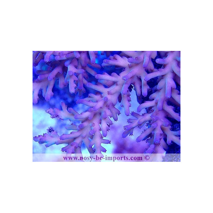 Acropora echinata WYSIWYG 15062023-2