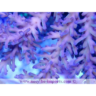 Acropora echinata WYSIWYG 15062023-2