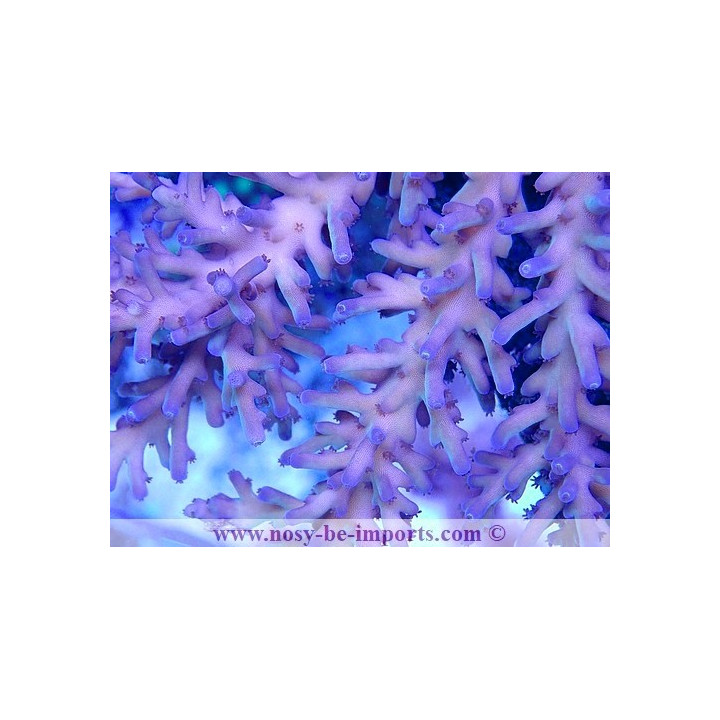 Acropora echinata WYSIWYG 15062023-2