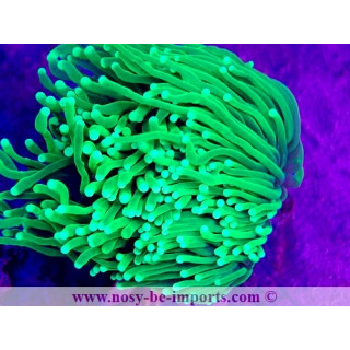 Euphyllia glabrescens WYSIWYG 15062023-5
