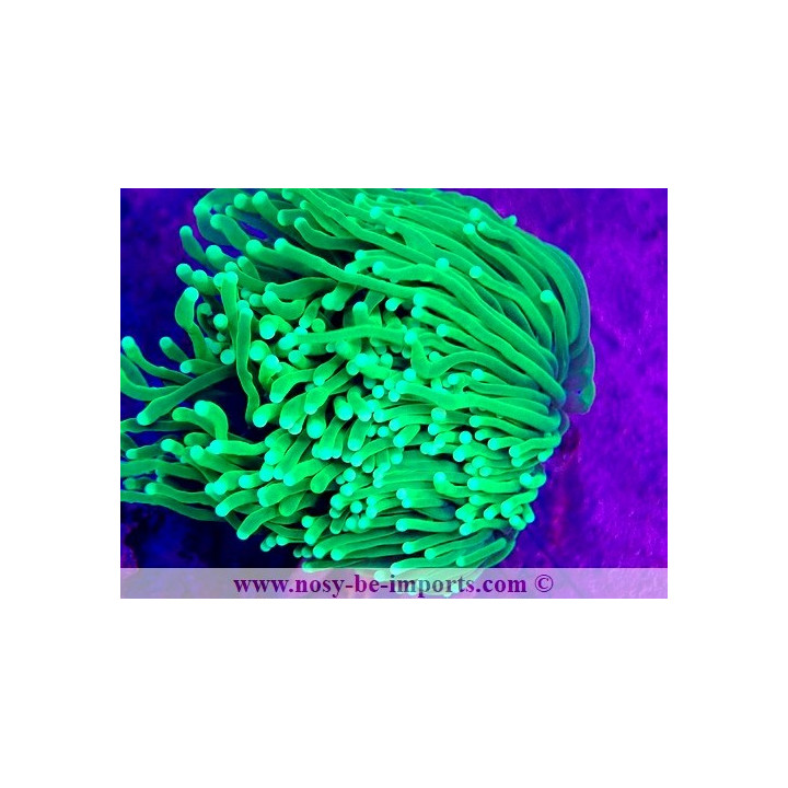 Euphyllia glabrescens WYSIWYG 15062023-5