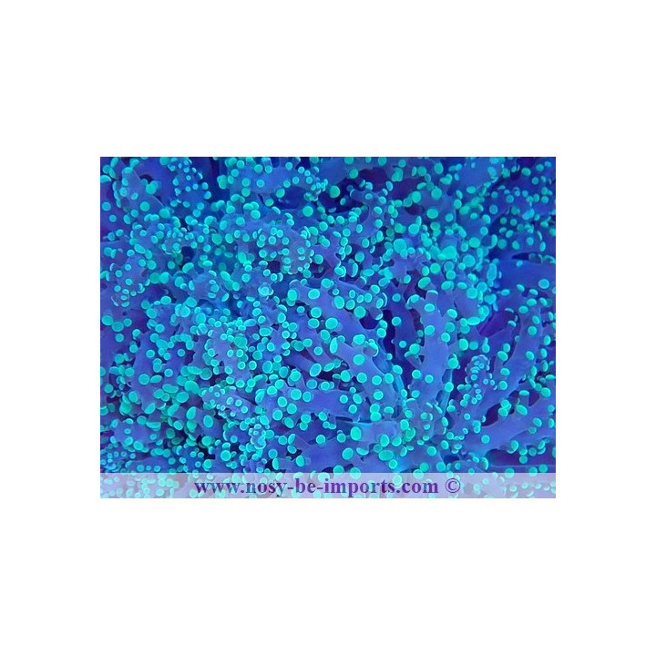 Euphyllia parayaeyamaensis WYSIWYG 15062023-12
