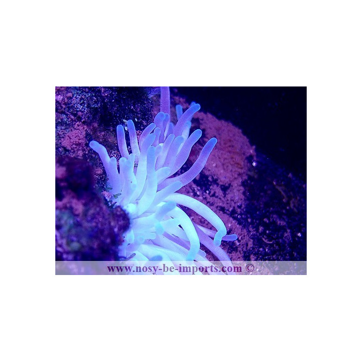 Condylactis gigantea WYSIWYG 15062023-16
