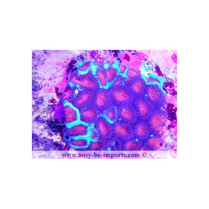 Favia sp. WYSIWYG 15062023-17