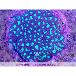 Favites sp. WYSIWYG 15062023-18
