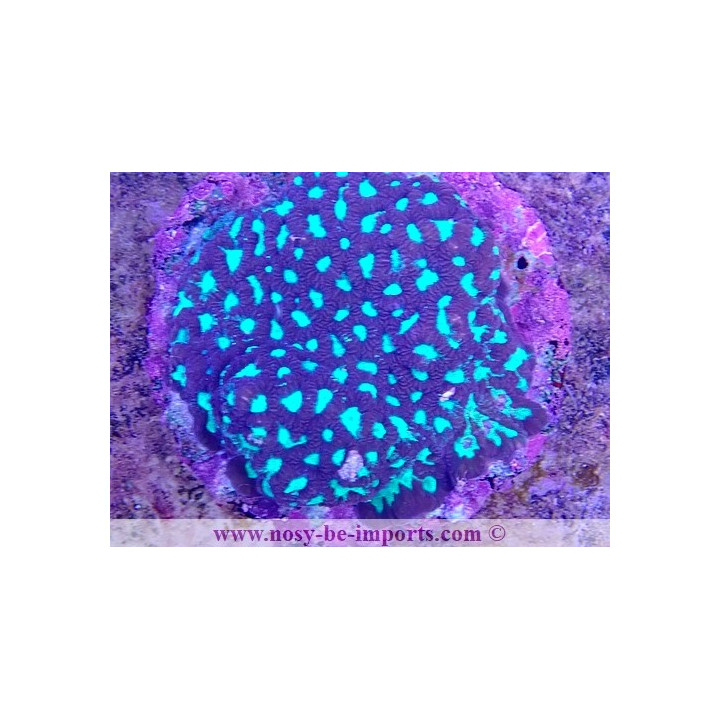 Favites sp. WYSIWYG 15062023-18
