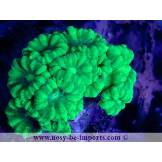 Caulastrea sp. WYSIWYG 15062023-19