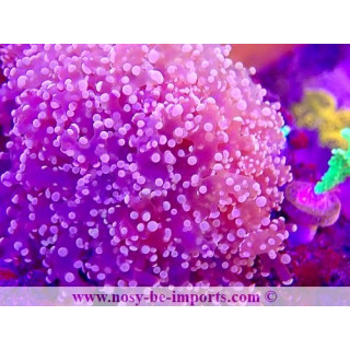 Euphyllia divisa WYSIWYG 15062023-22