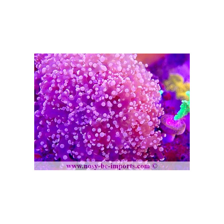 Euphyllia divisa WYSIWYG 15062023-22