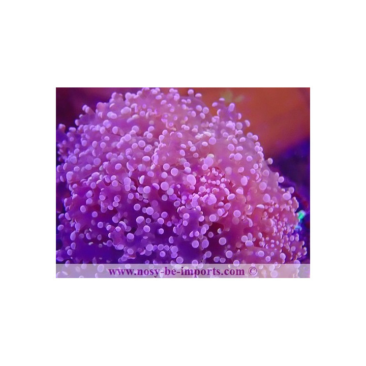 Euphyllia divisa WYSIWYG 15062023-22