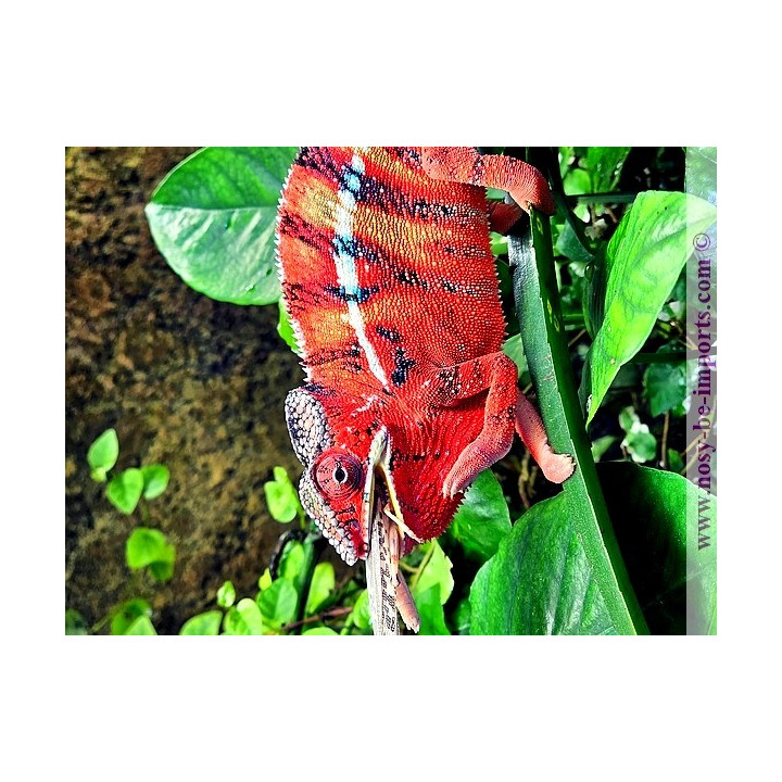 Furcifer pardalis Tamatave
