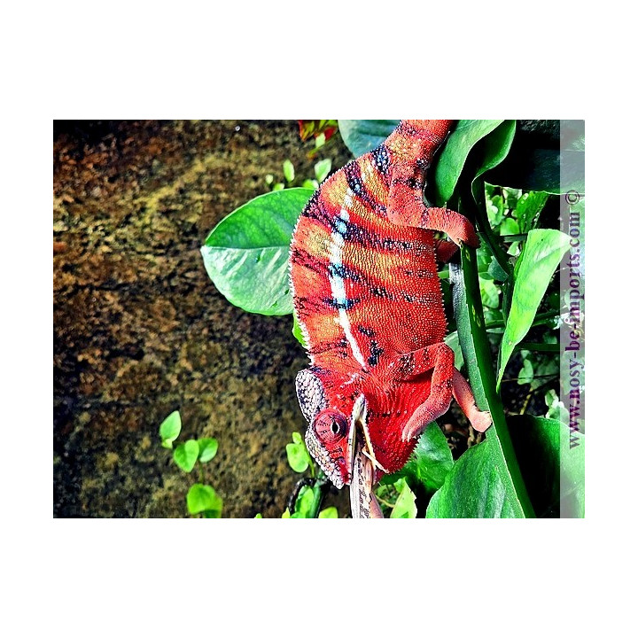 Furcifer pardalis Tamatave