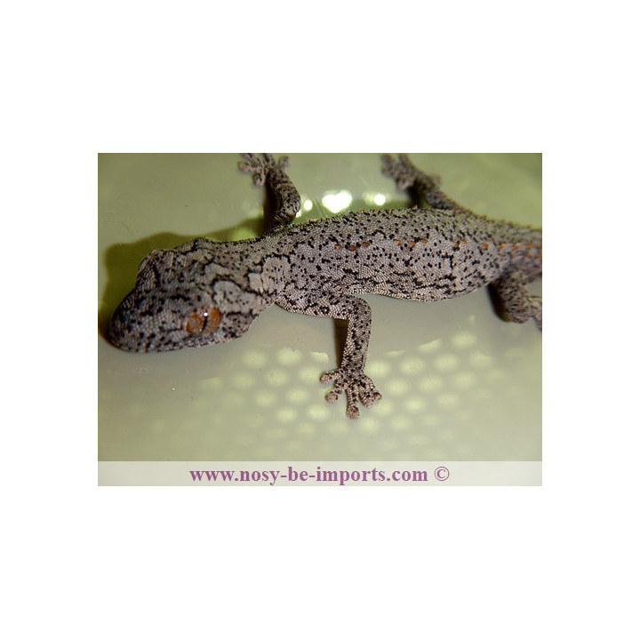 Strophurus williamsi