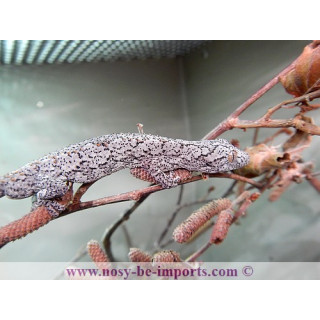 Strophurus williamsi