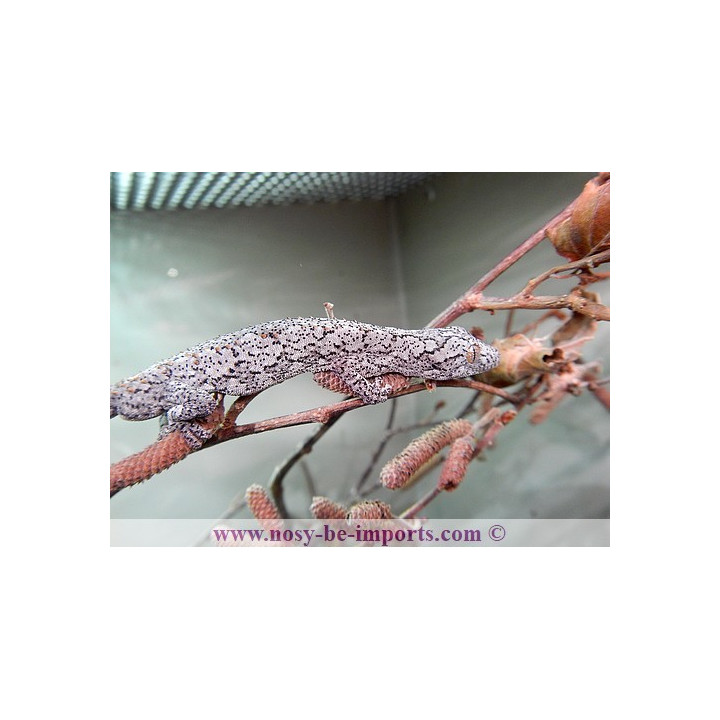 Strophurus williamsi