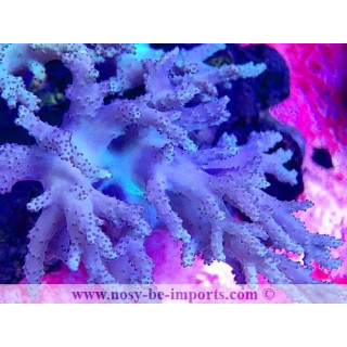 Sinularia sp. WYSIWYG 05072023-4