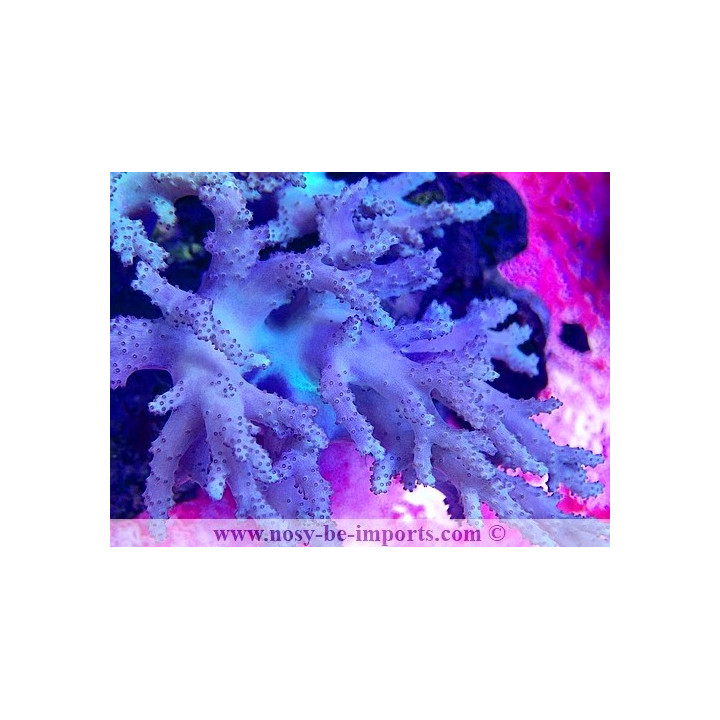 Sinularia sp. WYSIWYG 05072023-4
