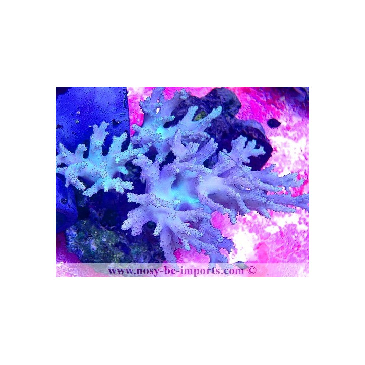 Sinularia sp. WYSIWYG 05072023-4