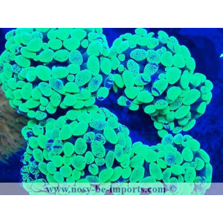 Euphyllia cristata WYSIWYG 05072023-7