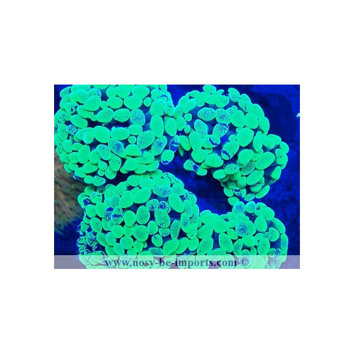 Euphyllia cristata WYSIWYG 05072023-7