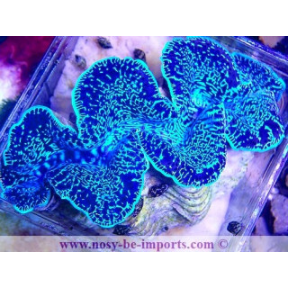 Tridacna maxima WYSIWYG 05072023-9