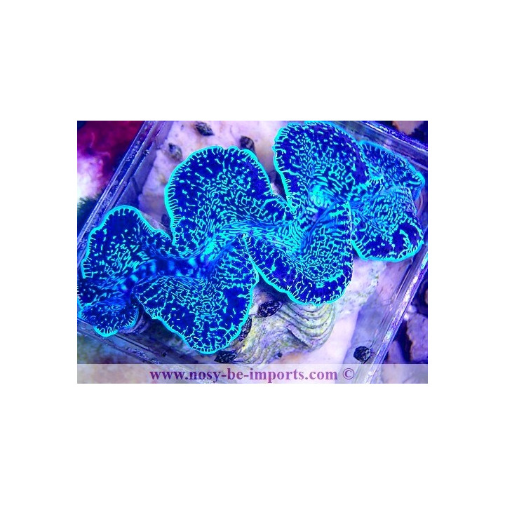Tridacna maxima WYSIWYG 05072023-9
