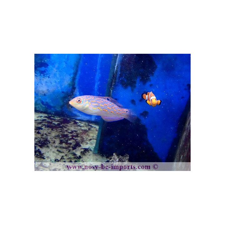 Halichoeres timorensis WYSIWYG 05072023-10