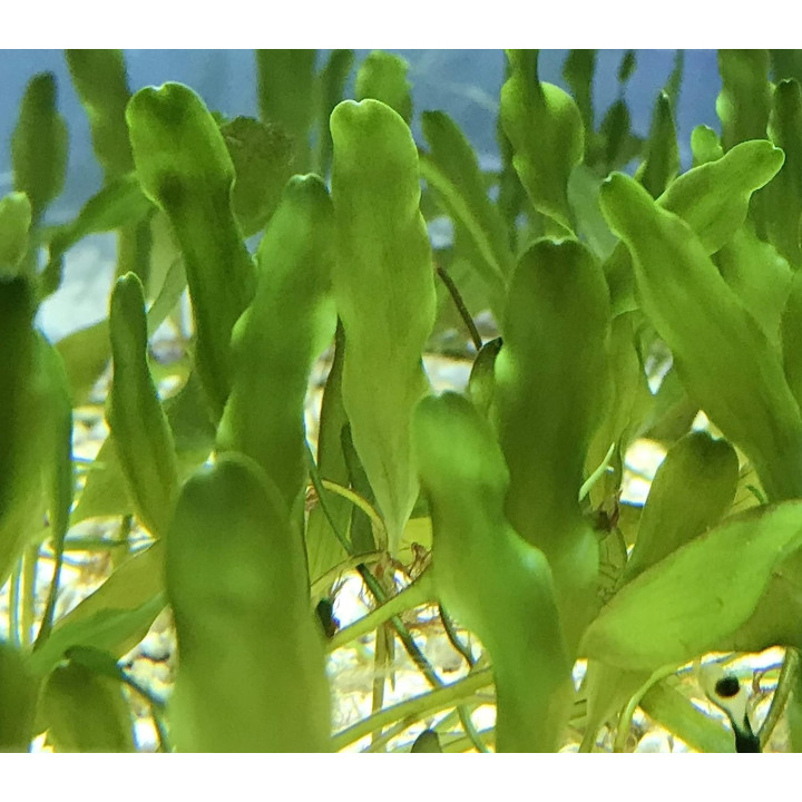 Caulerpa prolifera