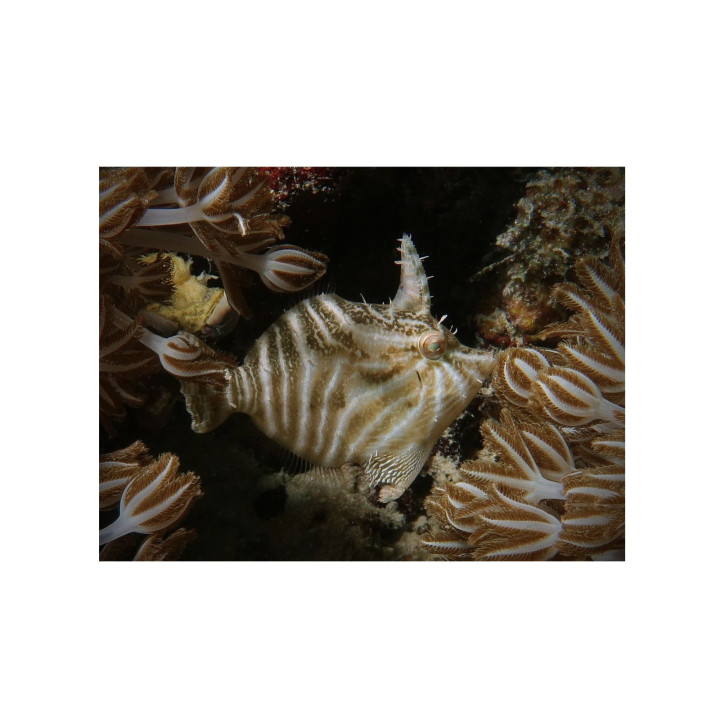 Acreichthys radiatus