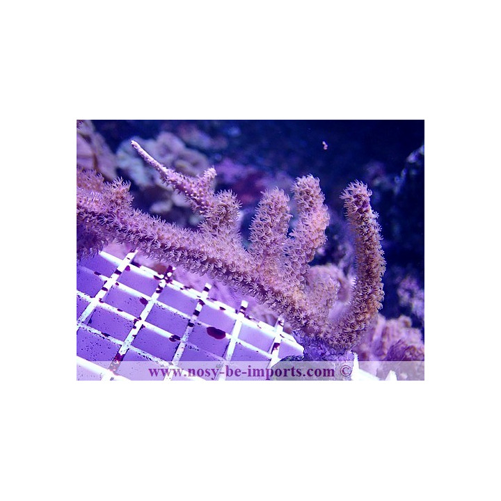 Muriceopsis sp.