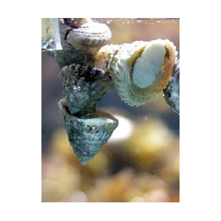 Astrea - escargot - aquarium sur mesure