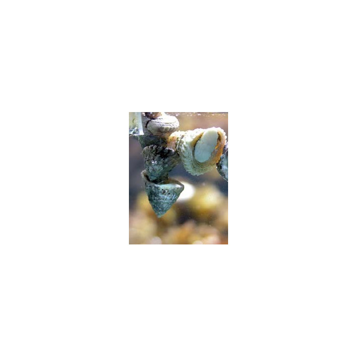 Astrea - escargot - aquarium sur mesure