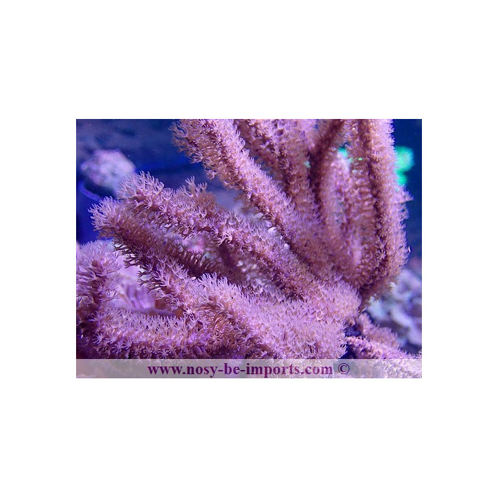 Muriceopsis sp.
