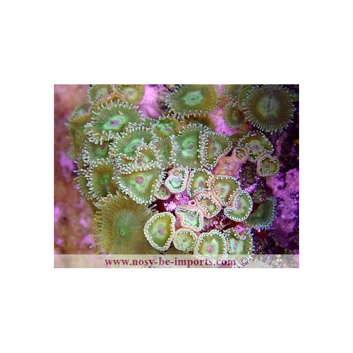 Palithoa sp. vert