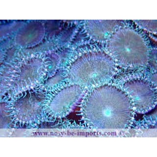 Palithoa sp. vert