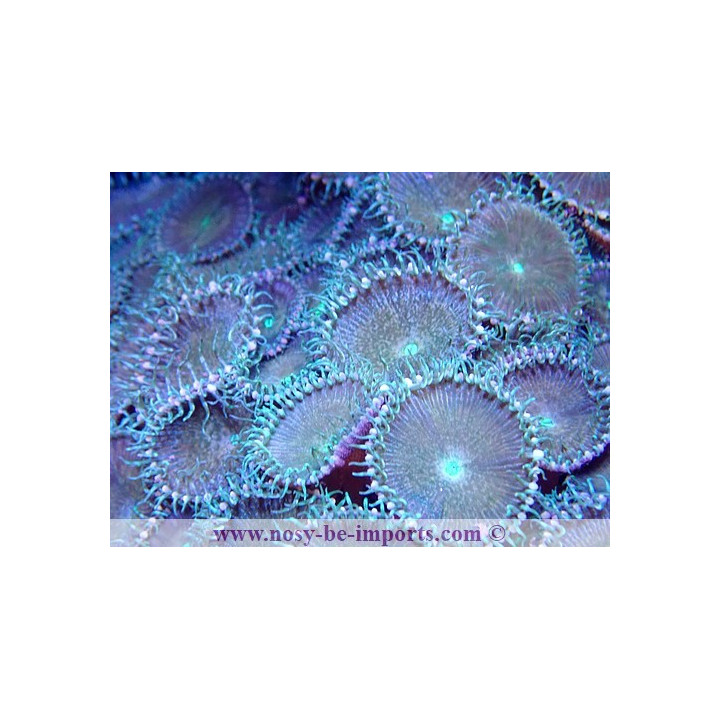 Palithoa sp. vert