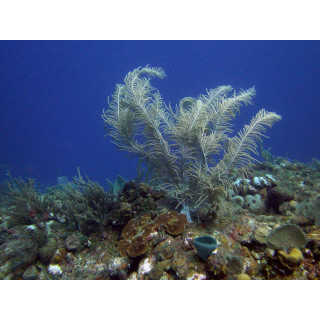 Pseudopterogorgia sp.