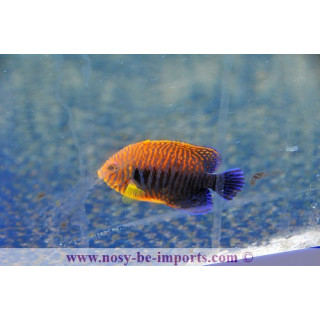 Centropyge potteri ELEVAGE