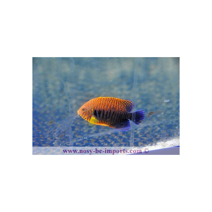 Centropyge potteri ELEVAGE