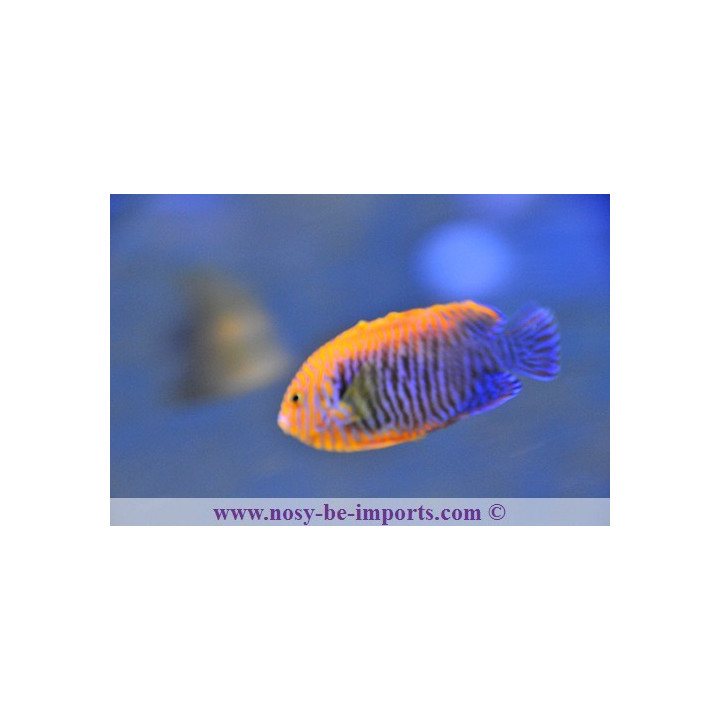 Centropyge potteri ELEVAGE