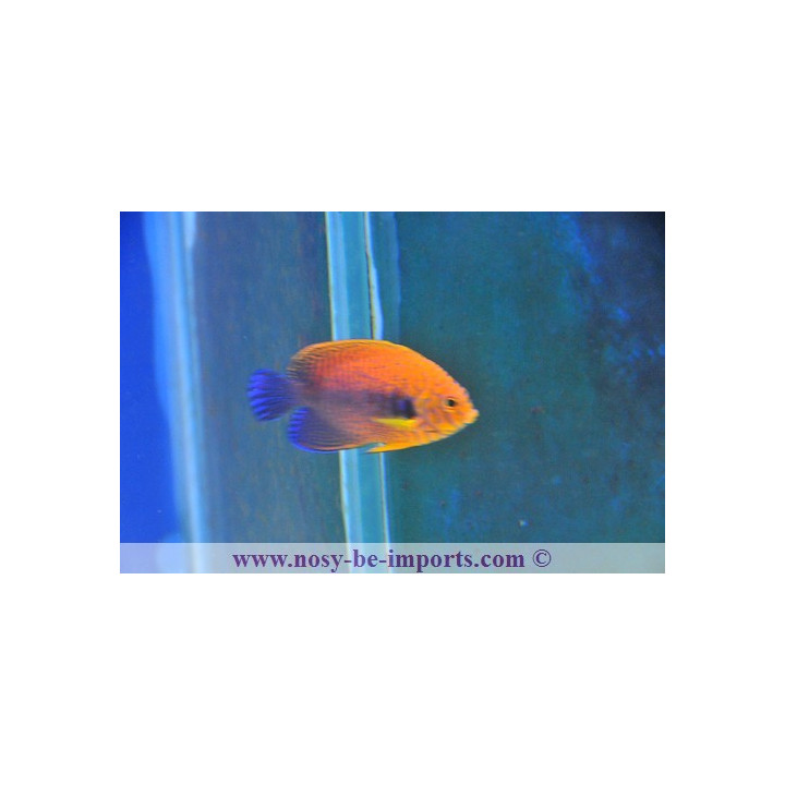 Centropyge potteri ELEVAGE